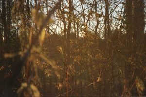 Suvi Sistonen, taustakuva