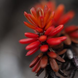 Luonnon pieniä ihmeitä