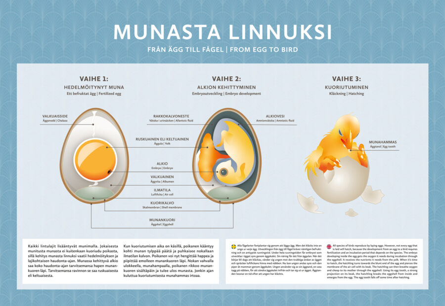 Terhi Saalastin tekemä infograafi linnun munan kehitysvaiheista